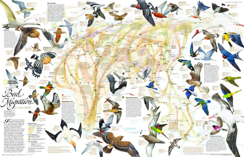 National Geographic: Bird Migration Wall Map, Eastern Hemisphere Wall Map - 31.25 x 20.25 inches - Laminated National Geographic: Bird Migration Wall Map, Eastern Hemisphere Wall Map - 31.25 x 20.25 inches - Laminated