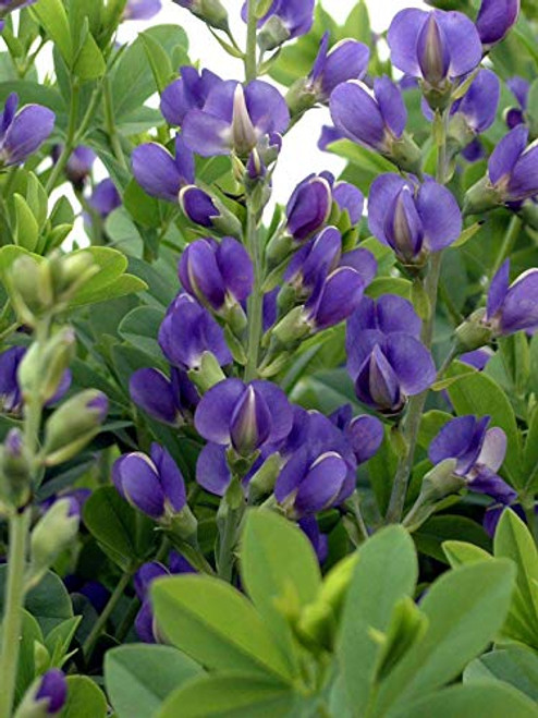 Baptisia australis (Blue Indigo) Perennial, blue flowers, #1 - Size Container Baptisia australis (Blue Indigo) Perennial, blue flowers, #1 - Size Container