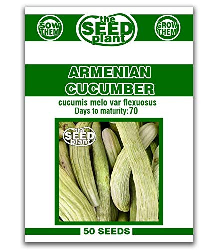 Armenian Cucumber Seeds - 50 Seeds Non-GMO