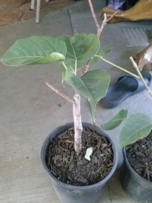 9EzTropical - Bodhi Plant FICUS RELIGIOSA - Sacred Fig Tree -8" to 1 Feet - Ship in 1 Gal Pot