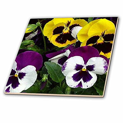 3dRose Pansie Ceramic Tile, 4-Inch