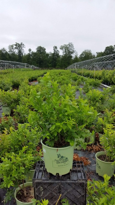American Beauties Native Plants Vaccinium corymbosum 'Blue Jay' (HighBush Blueberry) Edible-Shrub, 3-Size Container