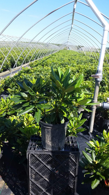 Live plant from Green Promise Farms Capistrano' (Rhododendron) Evergreen, 2-Size Container, Yellow Flowers