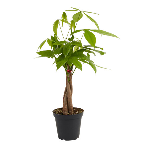 Lively Root Money Tree in 4in Grower Pot, Easy Care Small Pet Friendly Indoor Houseplant, Popular Feng Shui Plant, Pachira aquatica Lively Root Money Tree in 4in Grower Pot, Easy Care Small Pet Friendly Indoor Houseplant, Popular Feng Shui Plant, Pachira aquatica