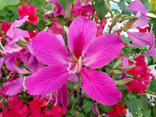Orchid Tree Seeds for Planting - 10 Seeds - Butterfly Tree - Bauhinia purpurea Orchid Tree Seeds for Planting - 10 Seeds - Butterfly Tree - Bauhinia purpurea