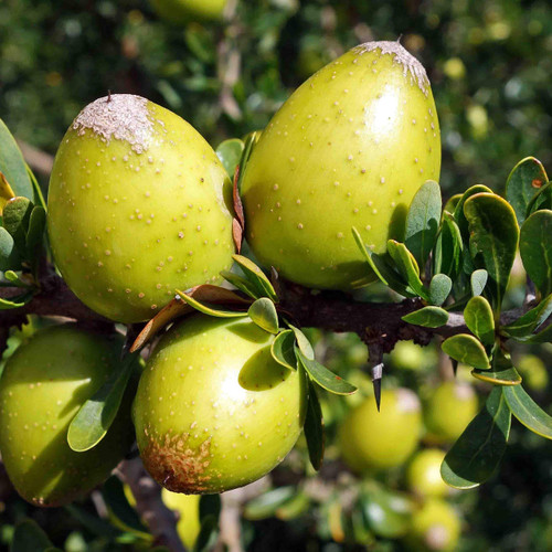 Argan Tree Seeds (Argania spinosa) Packet of 2 Seeds
