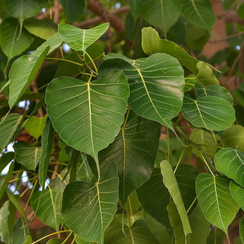 Bo-Tree Seeds (Ficus religiosa) Packet of 100 Seeds