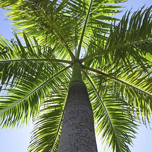 Royal Palm Tree Seeds (Roystonea regia) Packet of 15 Seeds