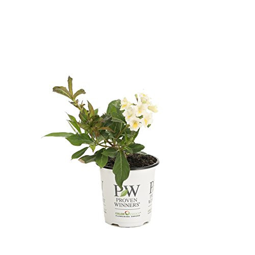 Czechmark Sunny Side Up (Weigela) Live Shrub, White and Yellow Flowers, 4.5 in. Quart