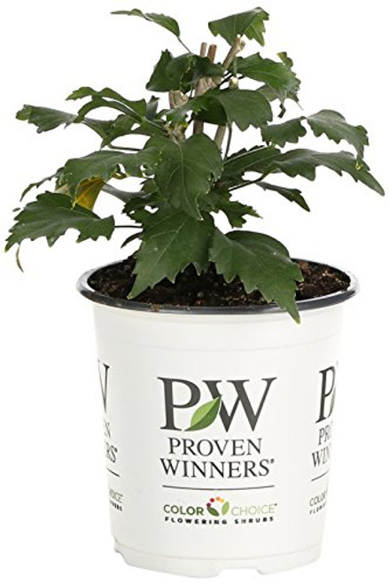 Purple Pillar Rose of Sharon (Hibiscus) Live Shrub, Purple Flowers, 4.5 in. Quart Purple Pillar Rose of Sharon (Hibiscus) Live Shrub, Purple Flowers, 4.5 in. Quart