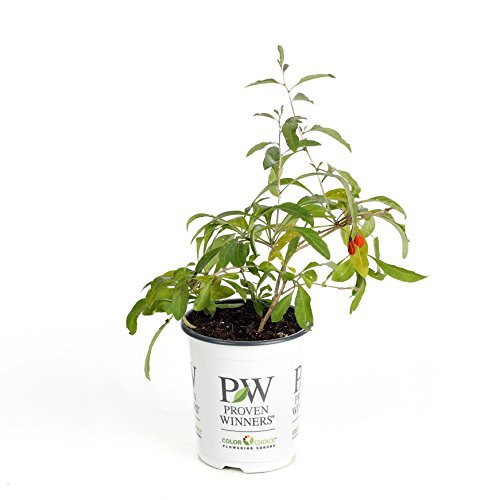 Sweet Lifeberry Goji Berry (Lycium) Live Shrub, Purple Flowers and Red Fruit, 4.5 in. Quart