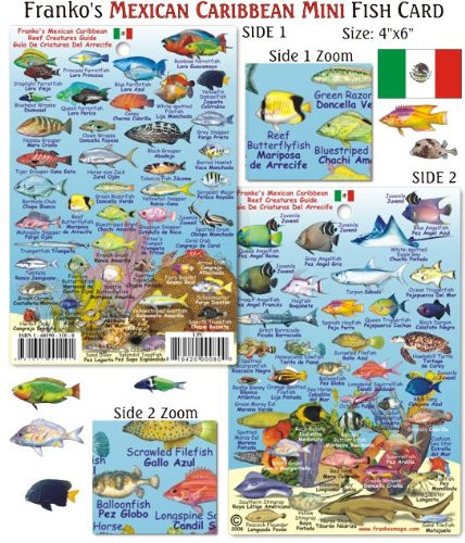 Franko Maps Mini Mexican Caribbean Reef Creatures Fish ID for Scuba Divers and Snorkelers