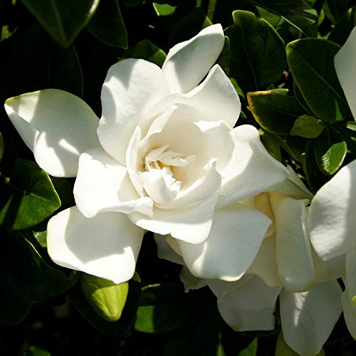 Southern Living Plant Collection 2096Q 2.5 Qt - Jubilation Gardenia Blooming Shrub, Quart, White, Green