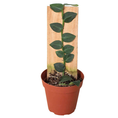 Rhaphidophora Hayi Live Plant for Indoor | Different Houseplants in 4'' & 6'' Pot | Real House Plant Decor for Living Room, Office, Desk & Bathroom | Shingle Plant | Shingle Vine Rhaphidophora Hayi Live Plant for Indoor | Different Houseplants in 4'' & 6'' Pot | Real House Plant Decor for Living Room, Office, Desk & Bathroom | Shingle Plant | Shingle Vine
