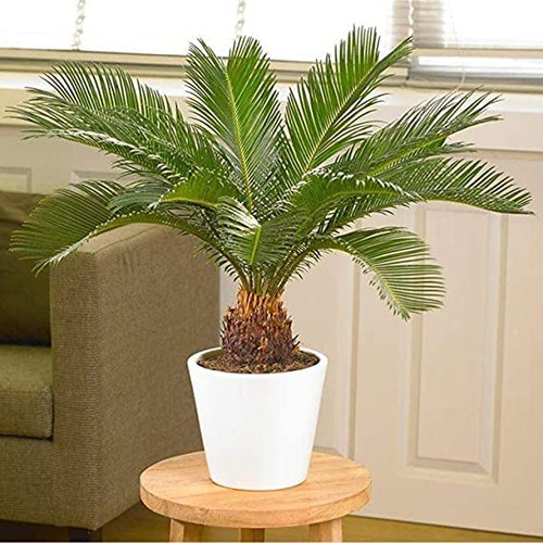 Votaniki American Palm Plant Air Purifier - Sago Palm Tree Live Plants Outdoor Air Purifier Palm Plant King Indoor Palm Plant - 6" Pots for Small Air Purifying Outdoor Live Sago Palm Tree