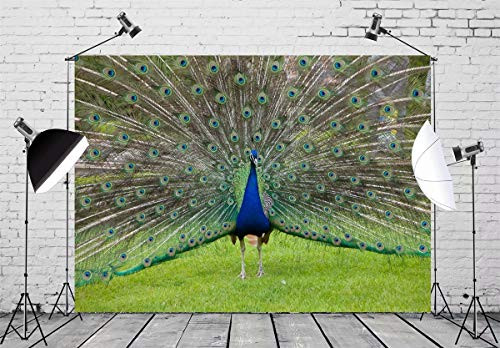 BELECO 7x5ft Peacock Backdrop Peacock Showing His Feathers Phtography Backdrop for Birthday Party Decoration Baby Shower Photoshoot Photo Background Props