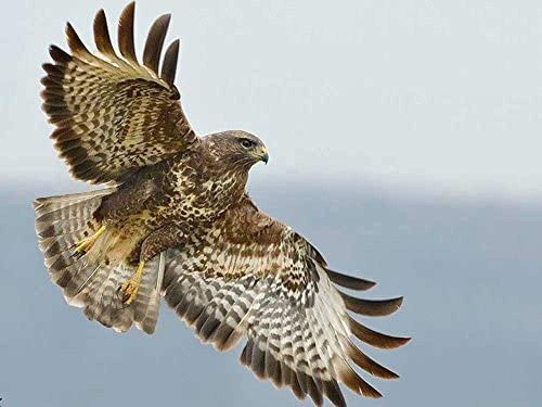 1000 Piece Wooden Jigsaw Puzzle Bird of Prey - The Hawk Large Puzzle Game for Adults and Teenagers 1000 Piece Wooden Jigsaw Puzzle Bird of Prey - The Hawk Large Puzzle Game for Adults and Teenagers