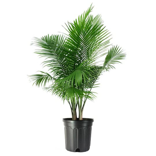 American Plant Exchange Majesty Palm 3G 28-30" Tall, Dark Green Fronds