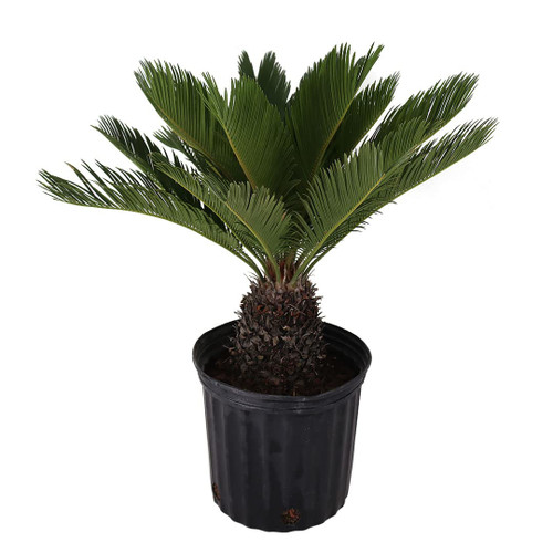 American Plant Exchange Live King Sago Palm Tree, Japanese Sago Palm Tree, Plant Pot for Home and Garden Decor, 10" Pot