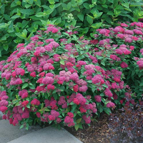 Live plant from Green Promise Farms Spiraea jap. Double Play Doozie (Spirea) Shrub, 3-Size Container, red-Pink Flowers