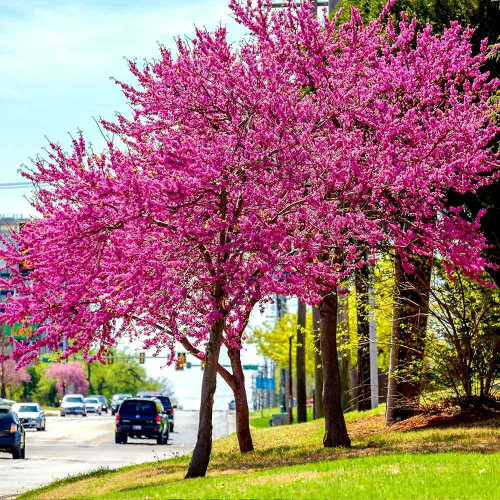 Eastern Redbud Tree - 18-24" Tall Seedling - Quart Pot - Live Plant - Cercis Canadensis Eastern Redbud Tree - 18-24" Tall Seedling - Quart Pot - Live Plant - Cercis Canadensis
