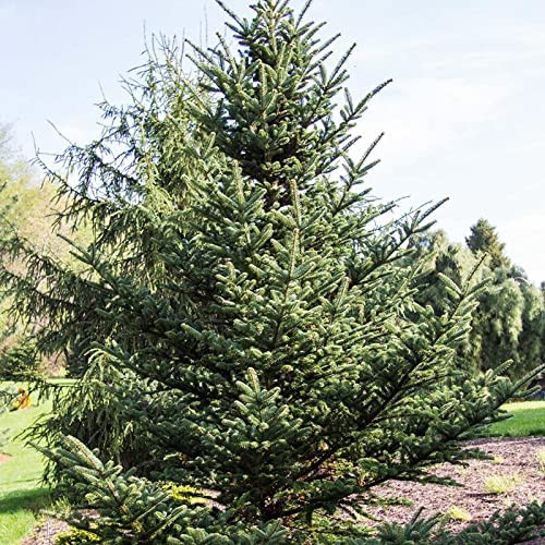 Abies fraseri (Fraser Fir) Tree Seed, You Choose The Quantity (1/4 oz (875 Seed))