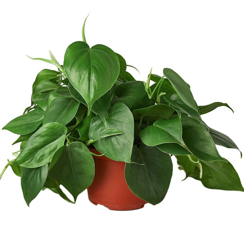 Philodendron Cordatum Heartleaf Live Plant for Indoor | Different Houseplants in 4'' & 6'' Pot | Real House Plant Decor for Living Room, Office, Desk & Bathroom Philodendron Cordatum Heartleaf Live Plant for Indoor | Different Houseplants in 4'' & 6'' Pot | Real House Plant Decor for Living Room, Office, Desk & Bathroom
