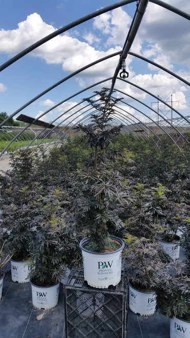 Live plant from Green Promise Farms Sambucus nigra Strait-Laced (Elderberry) Shrub, 3-Size Container, Pink Flowers Live plant from Green Promise Farms Sambucus nigra Strait-Laced (Elderberry) Shrub, 3-Size Container, Pink Flowers