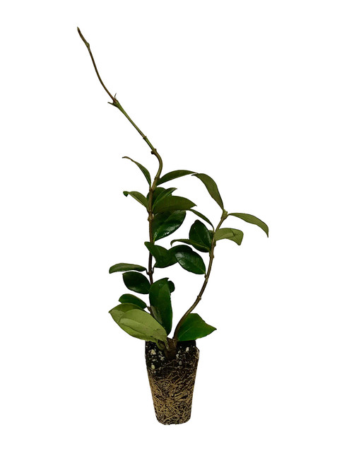 Jasmine Confederate | 10 Live Plants | Trachelospermum Jasminoides | Fragrant Easy to Grow Vine Showy Blooms