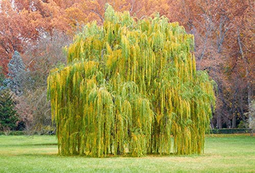 One 5 Foot Tall Golden Weeping Willow Tree Cutting - Ready to Plant - Beautiful Arching Canopy