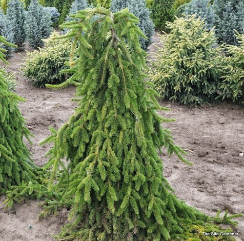 Weeping Norway Spruce 2 - Year Live Plant