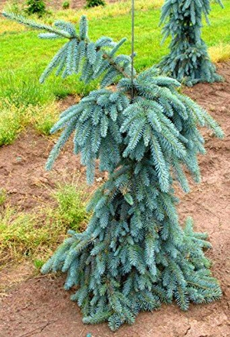 Weeping Colorado Blue Spruce - Picea pungens 'The Blues' - 2 - Year Plant