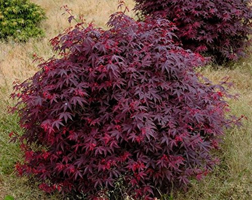 Englishtown Japanese Maple 2 - Year Live Plant