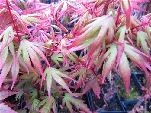 Kuro Hime Japanese Maple 2 - Year Live Plant