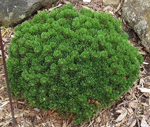 Mitsch Mini Mugo Pine - Miniature Pine Only Grows 14 Inches Tall 2 - Year Live Plant