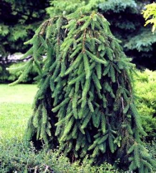 Picea pungens Weeping Norway 2 - Year Live Plant