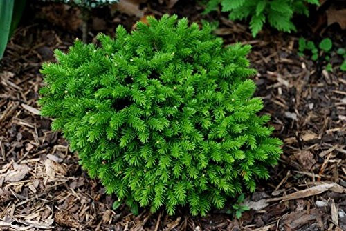 Bergmens Gem Oriental Dwarf Spruce- only Grows to 2 feet Tall 2 - Year Live Plant