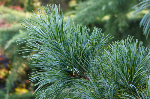 Morris Blue Dwarf Korean Pine - A Source of Pine Nuts - 2 - Year Plant