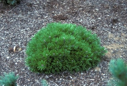 Corleys Mat Dwarf Mugo Pine 2 - Year Live Plant