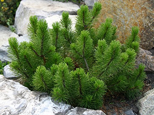 Dwarf Mugo Pine - Pinus mugo 'Mughus' 2 - Year Live Plant