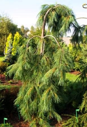 Weeping White Pine 2 - Year Live Plant