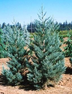Blue Giant Sequoia 2 - Year Live Plant