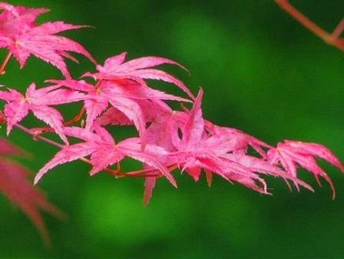 Shindeshojo Pink Japanese Maple 2 - Year Live Plant