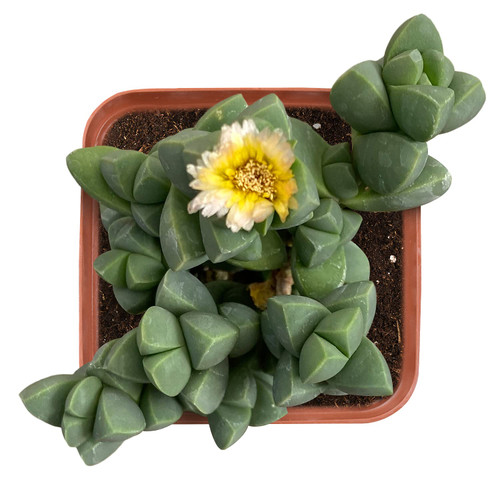 Live Succulent 2" Corpuscularia lehmannii - Ice Plant, Rare Succulents Plants Fully Rooted in 2 inch Pots with Soil, Mini House Plant for Home Office Decoration, Wedding Party Favor Gift Live Succulent 2" Corpuscularia lehmannii - Ice Plant, Rare Succulents Plants Fully Rooted in 2 inch Pots with Soil, Mini House Plant for Home Office Decoration, Wedding Party Favor Gift
