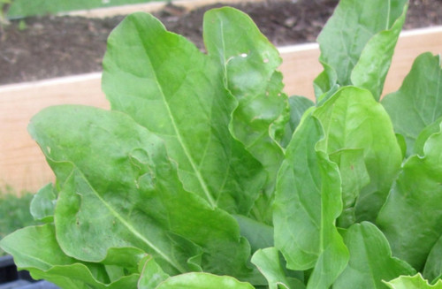 400+ French Sorrel Seeds- Heirloom Lettuce Herb