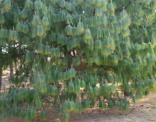 Mexican Weeping Pine Tree Seeds for Planting (30 Seeds) - Pinus patula Mexican Weeping Pine Tree Seeds for Planting (30 Seeds) - Pinus patula