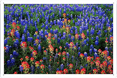 Planet Scene Poster - Field Of Texas Paintbrush And Bluebonnets Inks Lake State Park Texas Tin Sign (8"x12")