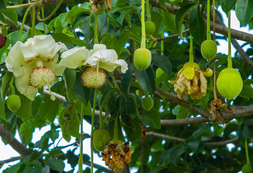 6 Baobab Seeds (Adansonia) - Baobab Tree Seeds (Monkey Puzzle Tree) - Rare Exotic Tropical Plant