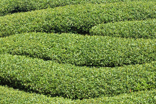 Tea Tree Seeds for Planting - 6 Seeds of Camellia Sinensis Herb Seeds - Made in USA, Ships from Iowa. Tea Tree