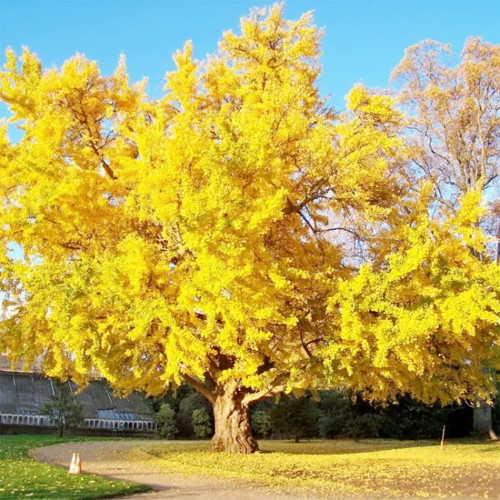 QAUZUY GARDEN 3 Rare Ginkgo Biloba Seeds, Gingko, Maidenhair Tree, Fossil Tree Seeds - Edible & Showy - Striking Amazing Perennial Bonsai Accent Specimen Plants QAUZUY GARDEN 3 Rare Ginkgo Biloba Seeds, Gingko, Maidenhair Tree, Fossil Tree Seeds - Edible & Showy - Striking Amazing Perennial Bonsai Accent Specimen Plants